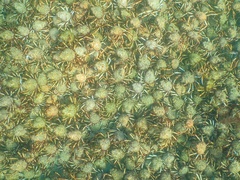 Leptomithrax gaimardii