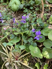 Rostratae