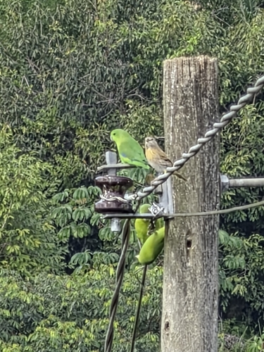 Cobalt-rumped Parrotlet