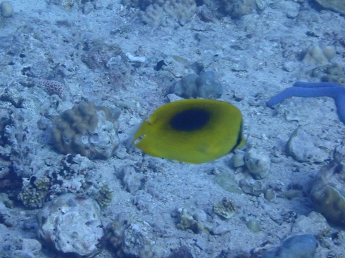 Chaetodon speculum