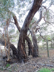 Eucalyptus odorata