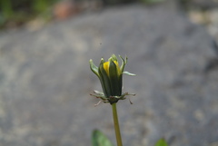Taraxacum glabrum