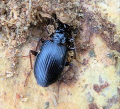 Limodromus assimilis