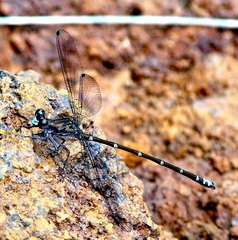 Caledopteryx maculata