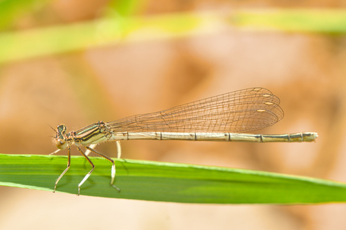 Blue Featherleg