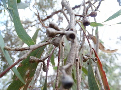 Eucalyptus odorata