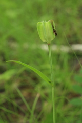 Fritillaria maximowiczii