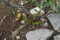 Taraxacum glabrum