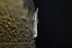 Orocrambus cyclopicus