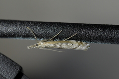 Orocrambus cyclopicus