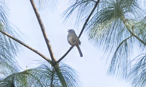 Oaxaca Sparrow (Aimophila notosticta), photo 3