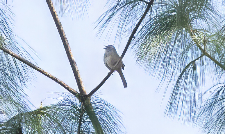 Oaxaca Sparrow (Aimophila notosticta), photo 3
