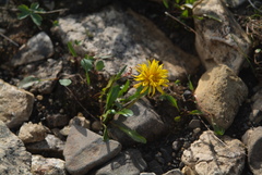 Taraxacum glabrum
