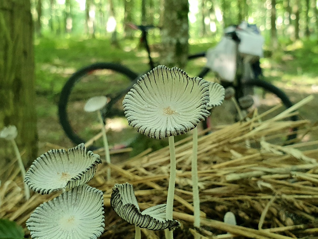 Coprinopsis cothurnata