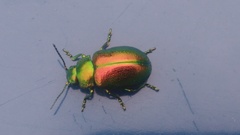 Chrysolina graminis