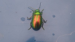 Chrysolina graminis