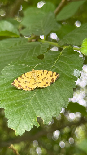Speckled Yellow