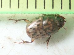 Onthophagus variegatus