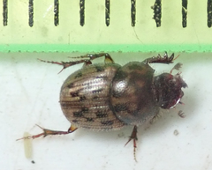 Onthophagus variegatus