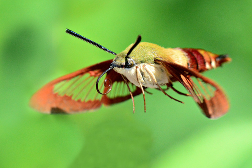 Hummingbird Clearwing, photo 4 of 9