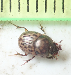 Onthophagus variegatus
