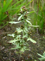Gnaphalium rossicum