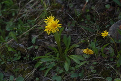 Taraxacum glabrum