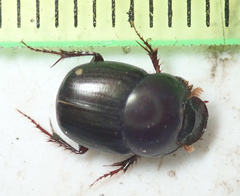 Euonthophagus carbonarius