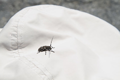 Aegomorphus clavipes