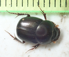 Euonthophagus carbonarius