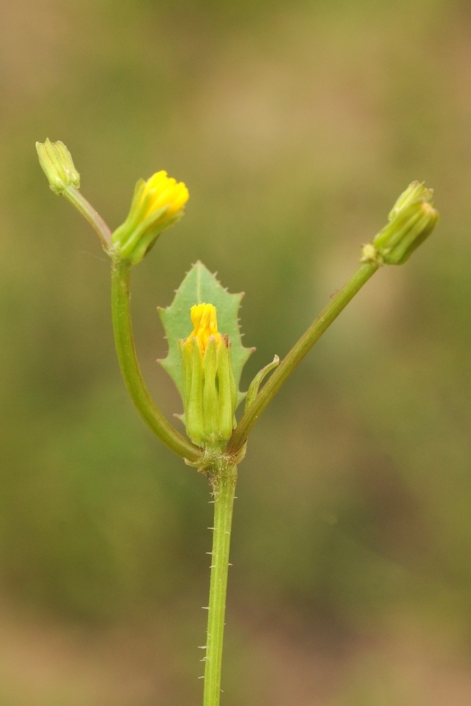 Garhadiolus papposus