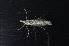 Orocrambus cyclopicus