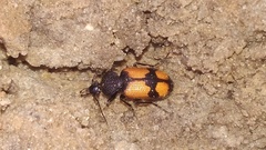 Panagaeus cruxmajor