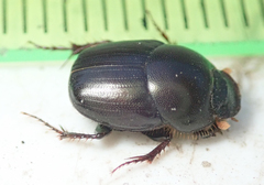 Euonthophagus carbonarius