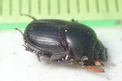 Euonthophagus carbonarius
