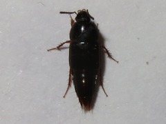 Tachinus rufipes