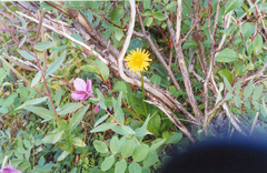 Taraxacum glabrum
