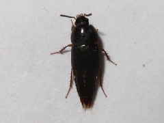 Tachinus rufipes