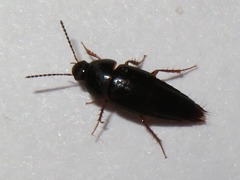Tachinus rufipes