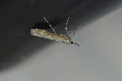 Orocrambus cyclopicus