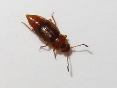 Anthobium unicolor