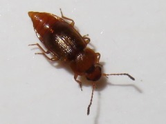 Anthobium unicolor