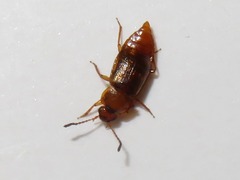Anthobium unicolor