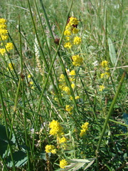 Galium densiflorum