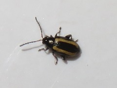 Phyllotreta undulata