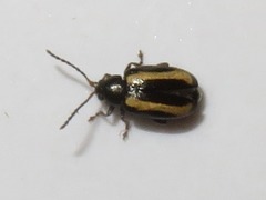 Phyllotreta undulata