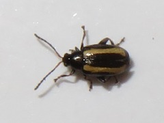 Phyllotreta undulata