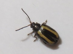 Phyllotreta undulata