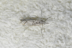 Orocrambus cyclopicus