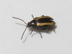 Phyllotreta undulata